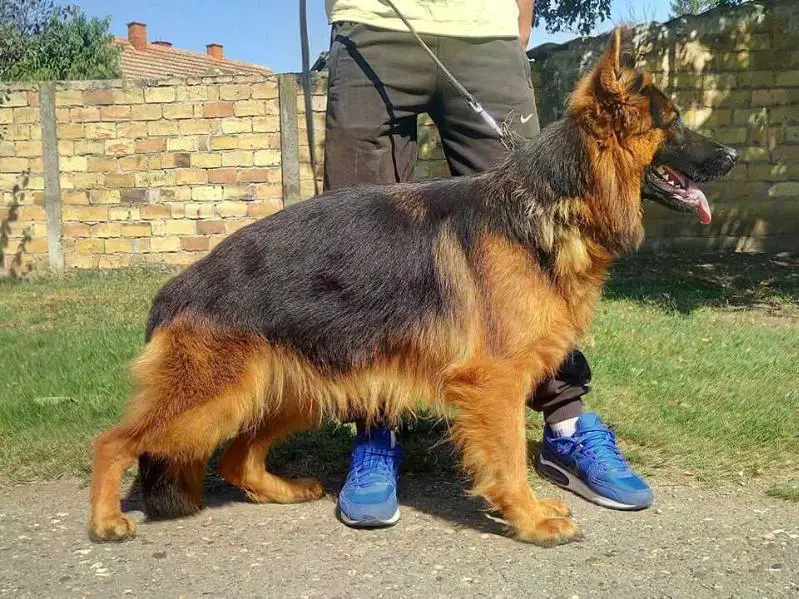 V Fancy vom Haus Laslo