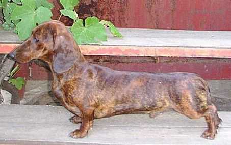 STAIER'S YULIY TSEZAR