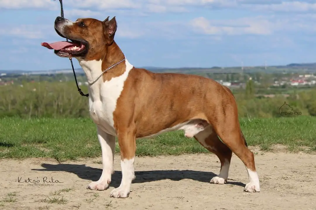 HCH ,HPJ,  CW,, 2* Best Junior, Baby BIS II., Best Puppy Neutron Rockstone