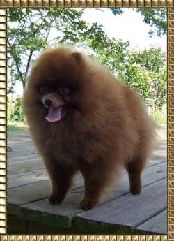 Beau James TopNotch Chocolate