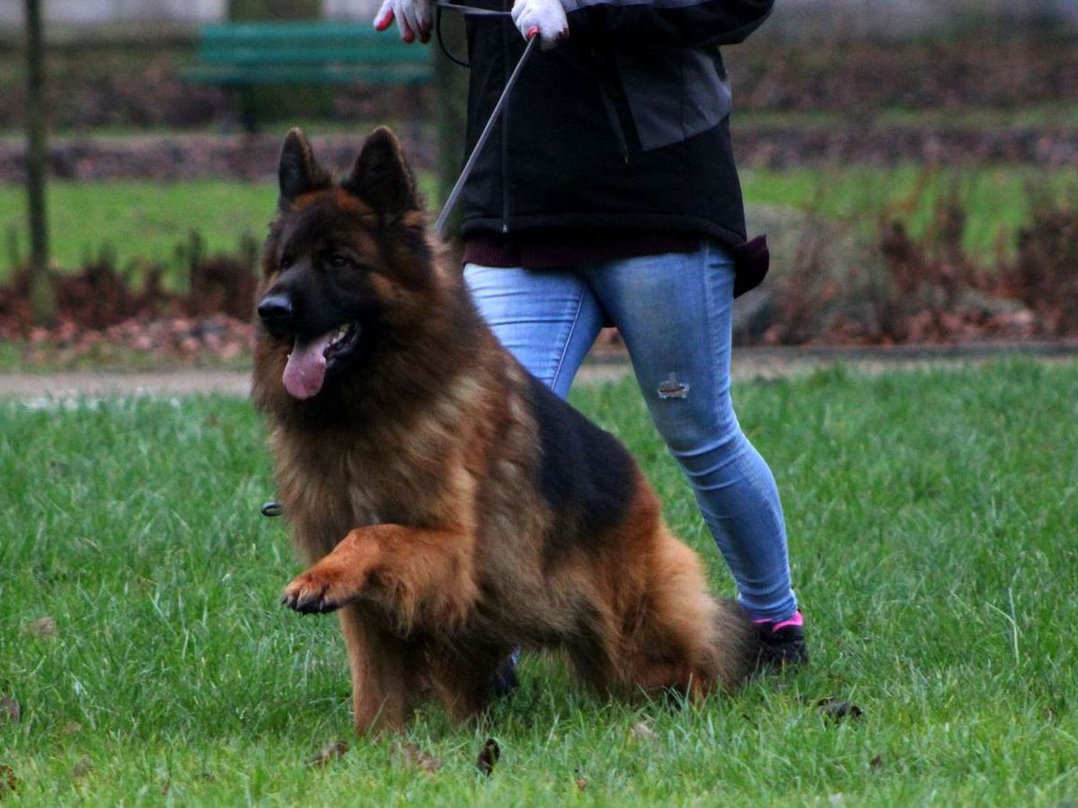 SG Maestro Canis Viridis