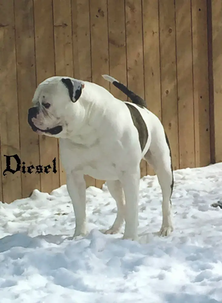 Prime Time's Down and Dirty Diesel