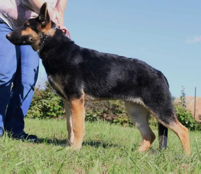 UKC CH Abel Von Bernheimer Forst