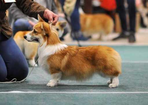 JCH RUS, CH RUS, CH RKF HamelFun Amber Girl