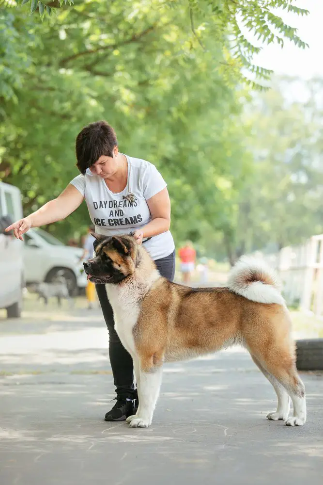 UKR CH, UKR JGCH, UKR JCH Loriblu Lyubov Zemnaya