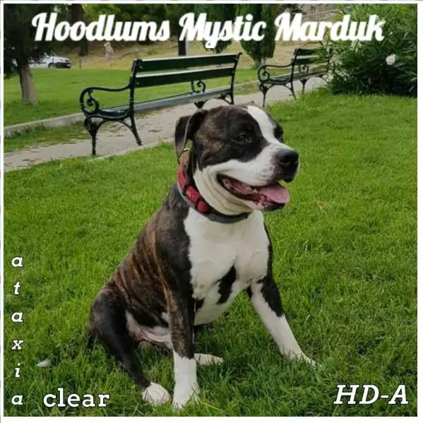 Hoodlums Mystic Marduk