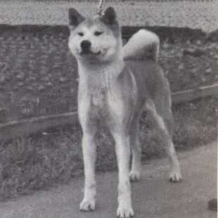 Konatsu Go Kisaragisou