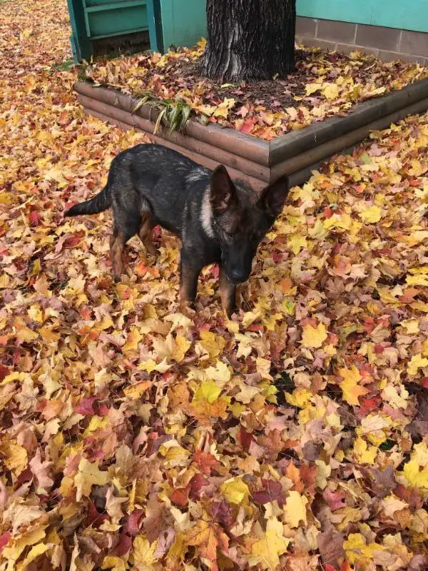 Embers of Lost Lyrics