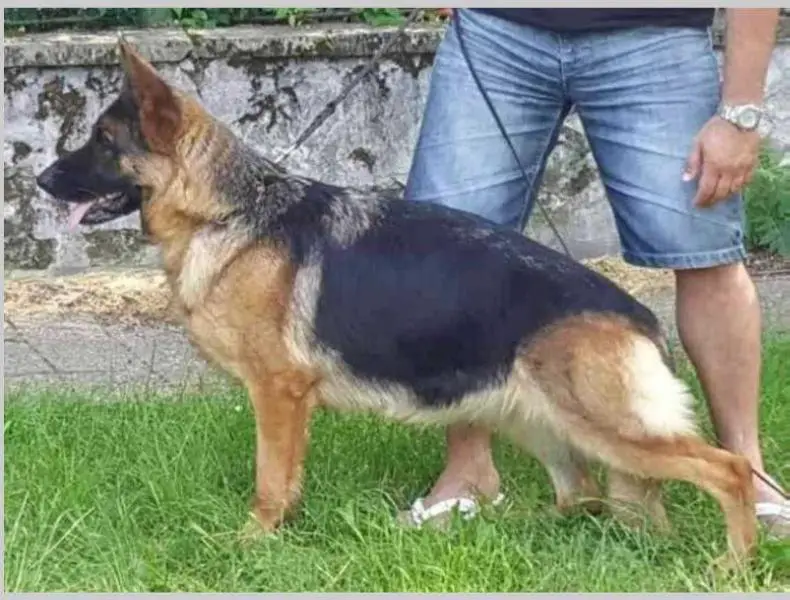 SG Dalida von Panoniansee