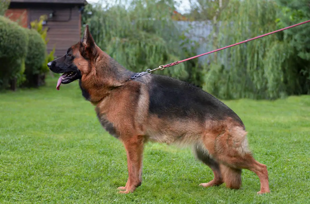 Quincy vom Türkenkopf