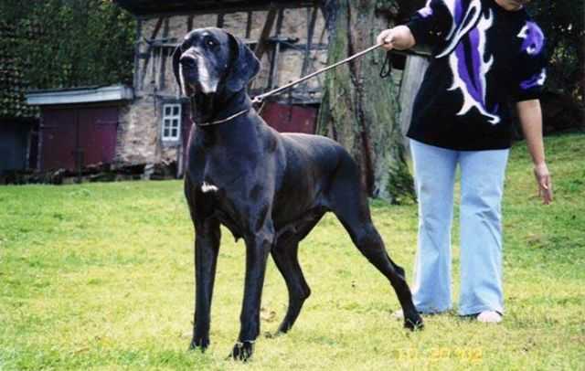 Whoopie vom Hollenstein