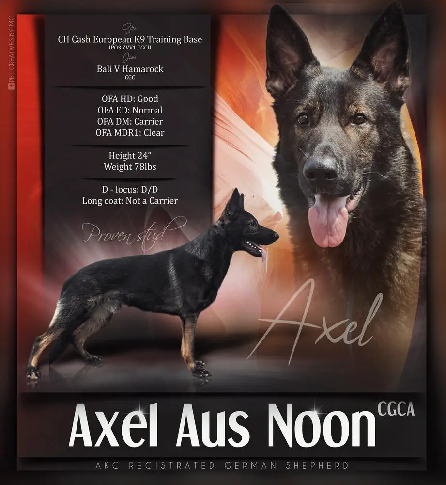 Axel Aus Noon