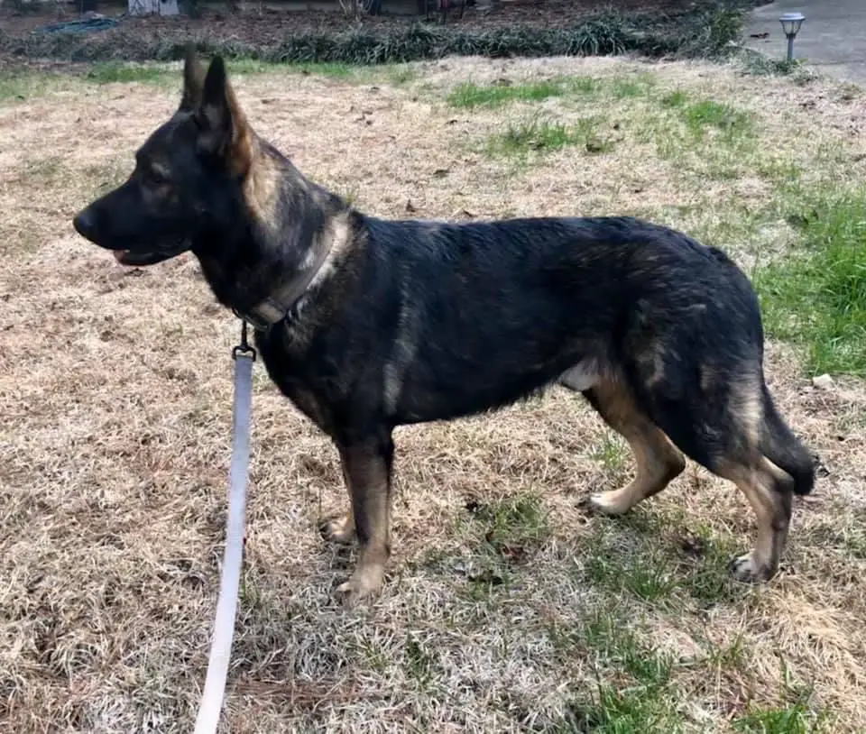 Dynamic Aero Vom Alabama Police K9