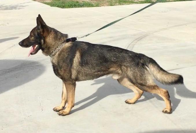 Pico Rex vom Szymczyk