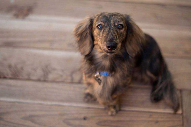 Lord Lionel of the Golden Hills