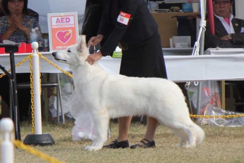 JKC.CH Angel Rose of Yu-lala