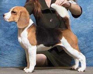 CH Torquay Glade Mill Lady Liberty