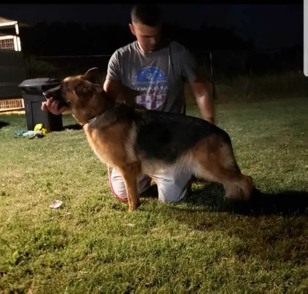 SG Eve vom Shepherdland