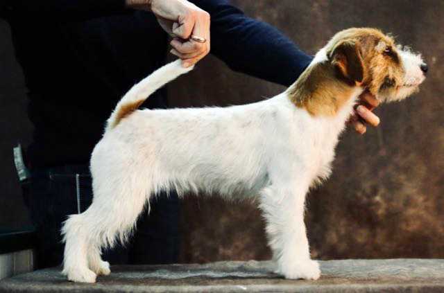 All Jacks Qui C'est ça?