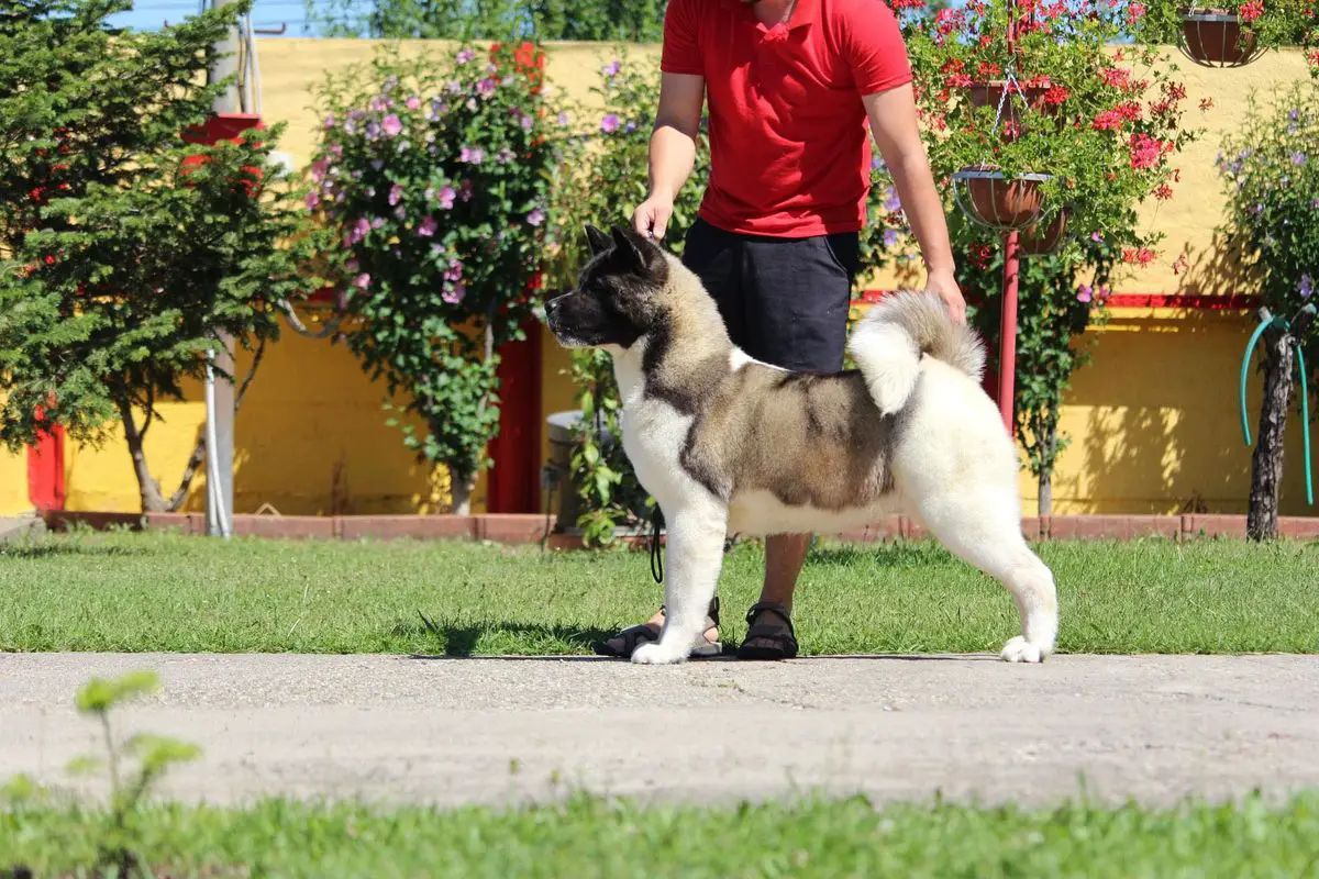 Prosperina Centurion Gladiator