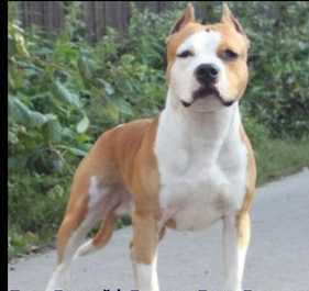 JCH.Rus Ch.Rus bulwife bakster berry diamand