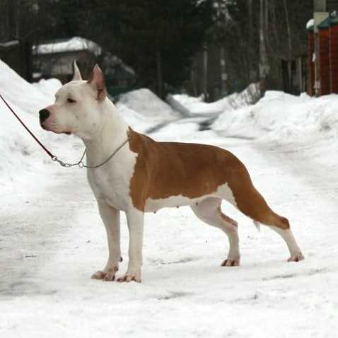 JCH.Rus Tresure from Gold Picture Perfect