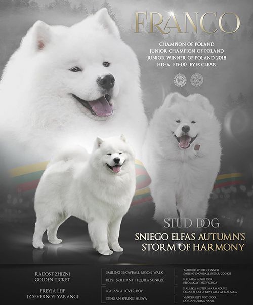 PLCH PLJCH PLJWIN AUTUMN'S STORM OF HARMONY Sniego Elfas