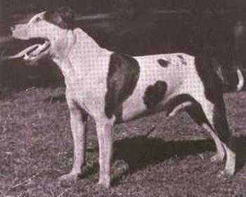 Reylon Jake of the Rake