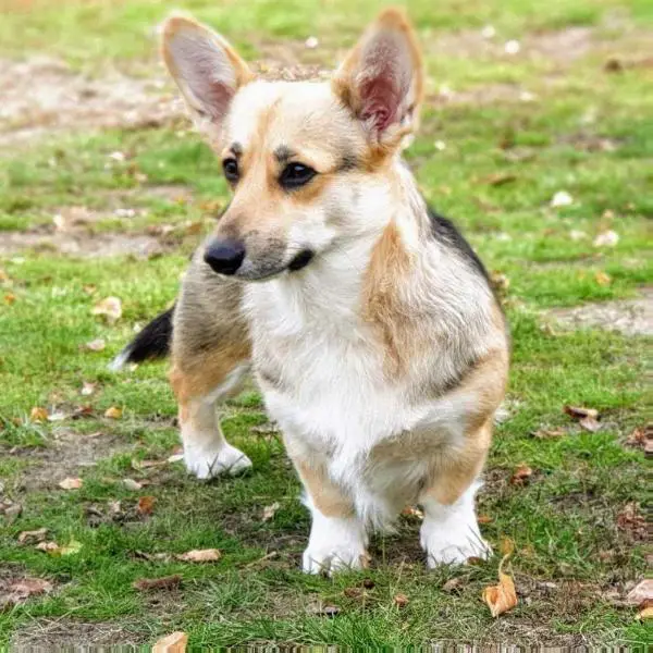 Svyatue Gory Chocolate Joy