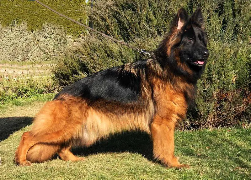 Houston z Więcborskiej Doliny