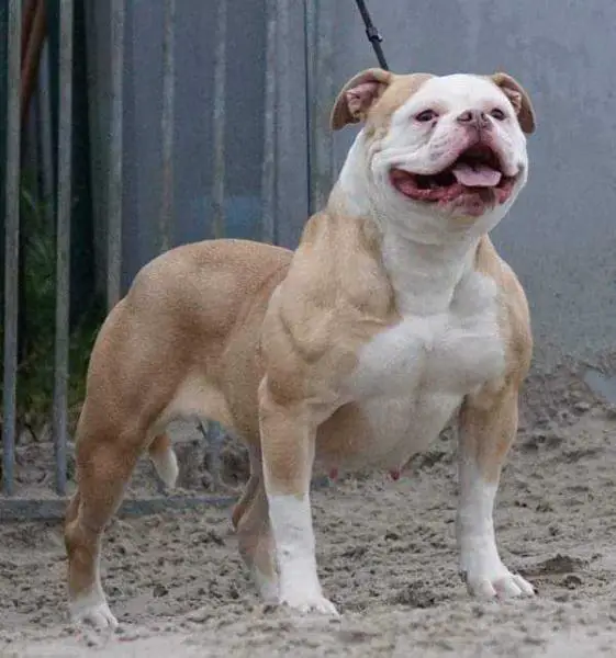 Bullforce Miss Money