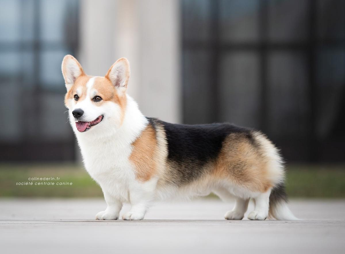 WW.&FR.JUNIOR CH.INT.FR.LUX.BA.CH. Aberlee Follow That Dream