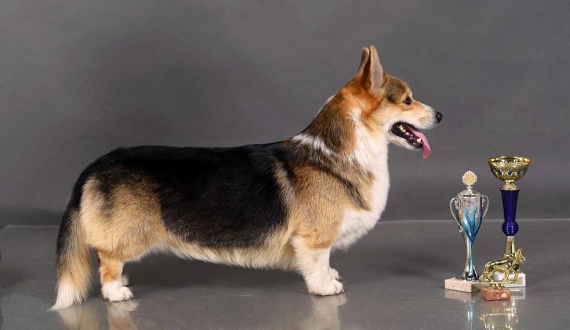 CH RUS, JCH RUS, CH BLR, CH MDA Figaro Original