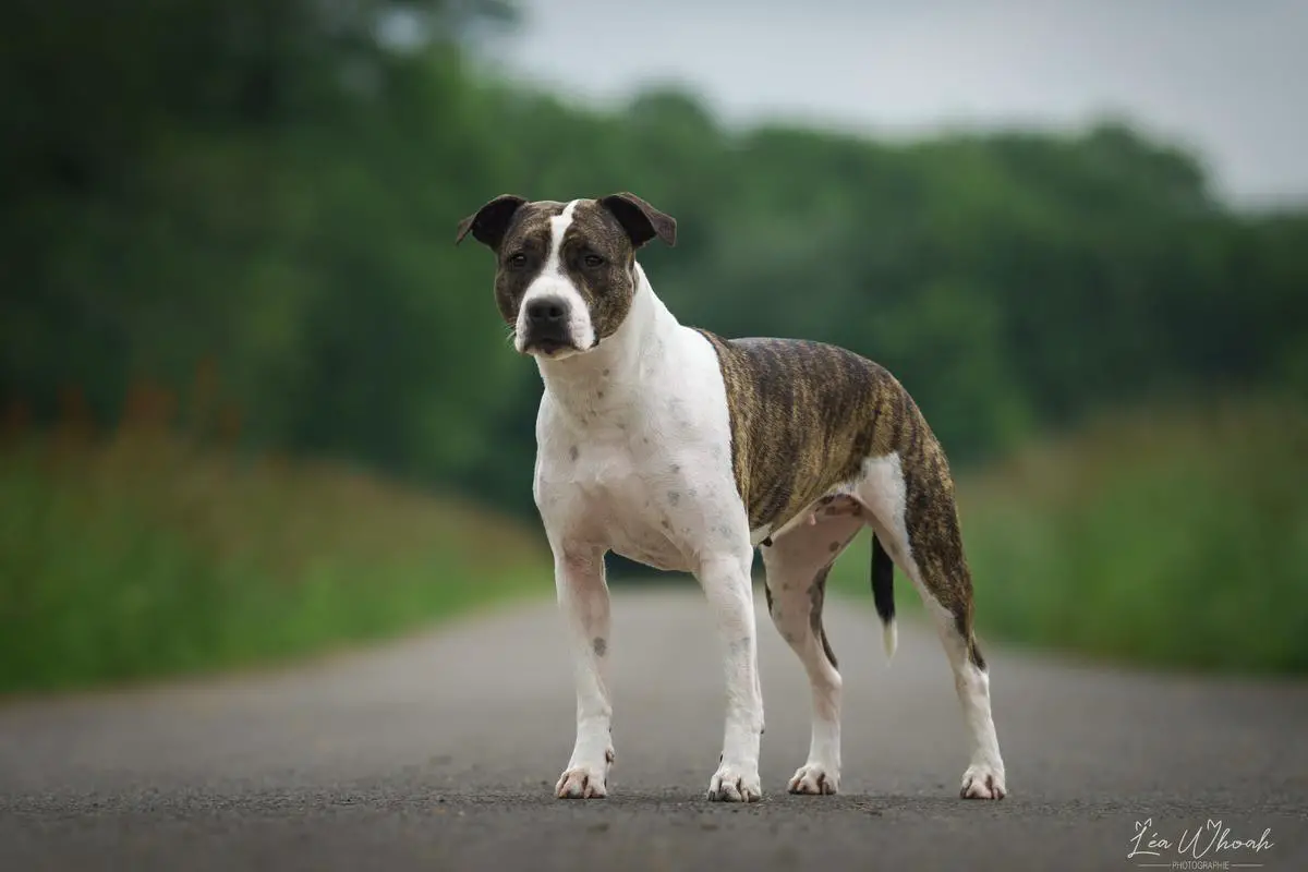 Old Parry's Precious Pecan Pie