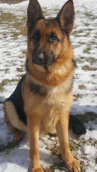 Chloe Von Der Misty Ridge