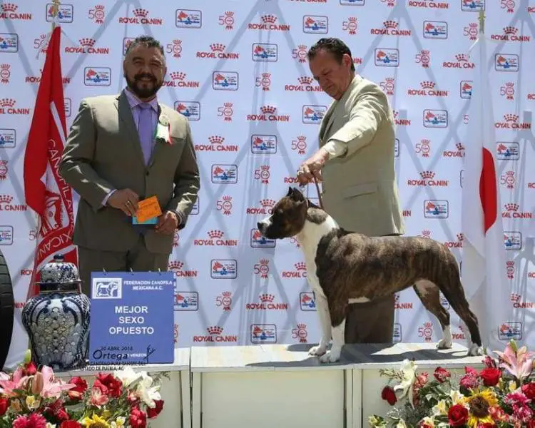 MEX.CH. MEX.GCH. PANAM.CH. INT.CH. GENGHAS KHANA (GERARDO)