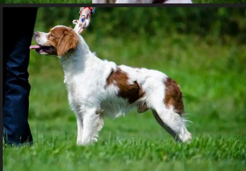CH.UKR, BLG, FT-QUAIL, CACIB×2, BOB×3, CAC×6 HARM de l'Ardour