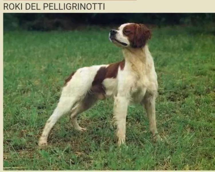 CH-IT ROKY del Pellegrinotti