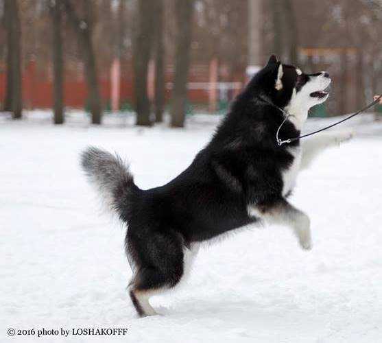 JCH RUS, CH RUS ROBIN GOOD