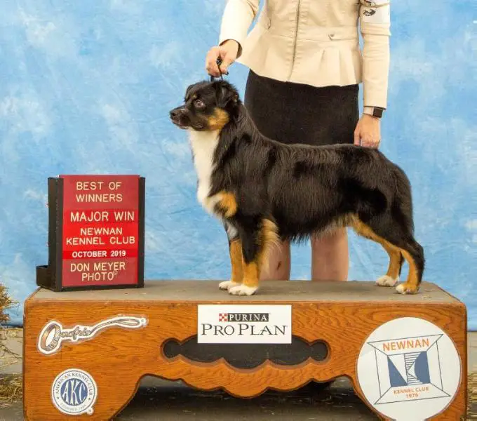 AKC CH Schaefer's Ursa Minor
