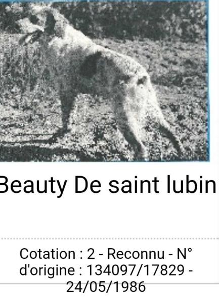 BEAUTY de Saint Lubin