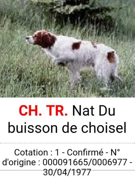 ChFCS ChIB NAT du buisson de choisel