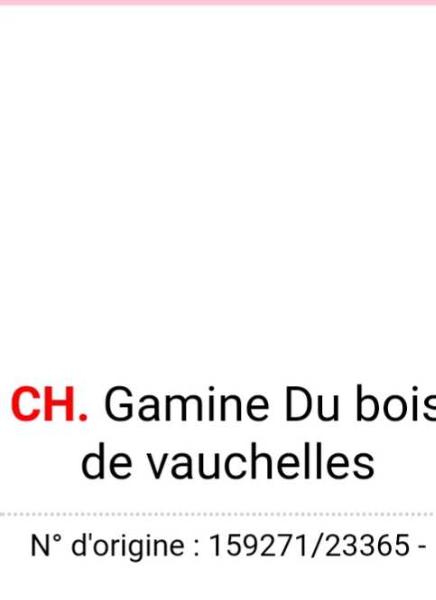 GAMINE du bois de vauchelle