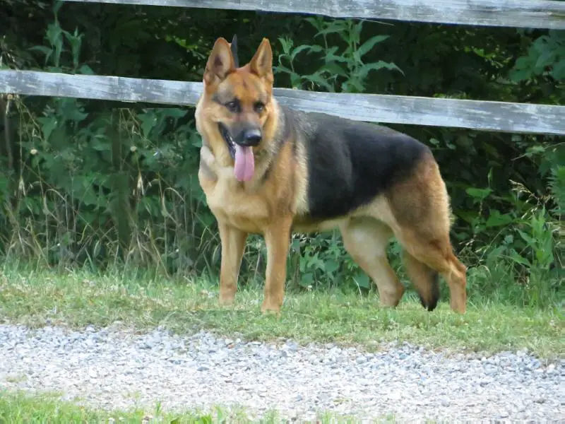 Willow Aus Bach Holz Hecktar