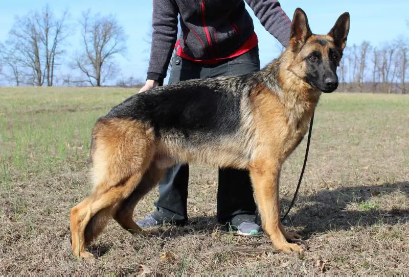 Giacomo vom Ravenholz