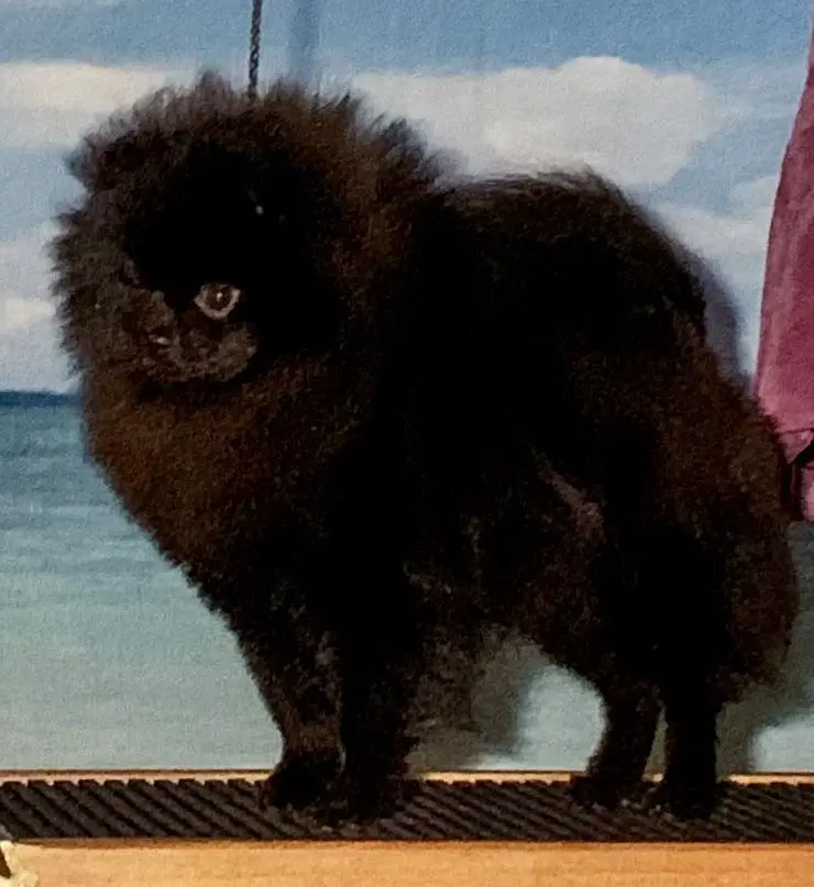 M-J's Lil Incredible Jack Jack