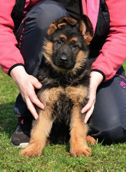 Kenzo vom Fichtenschlag