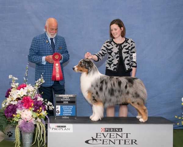 AKC GCHS/ASCA CH Lookouttrail's Man in the Mirror