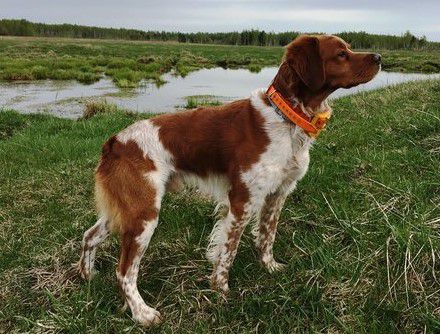 D-III(3) HUGO'degli Sterpareti