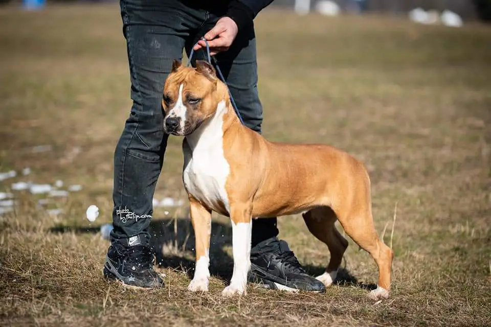 JC Ring Angels Heide Ho